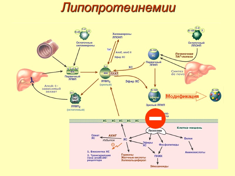 Липопротеинемии